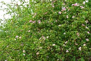 11 Estensioni di rosa canina